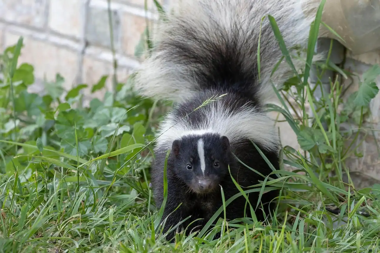 Skunk Trapping in Medford, NJ