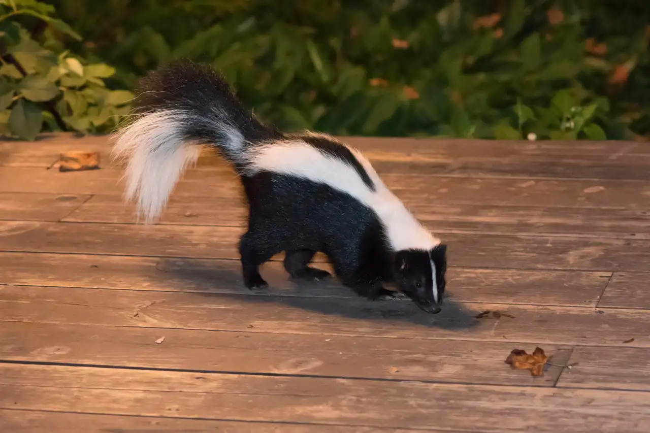 Skunk Trapping