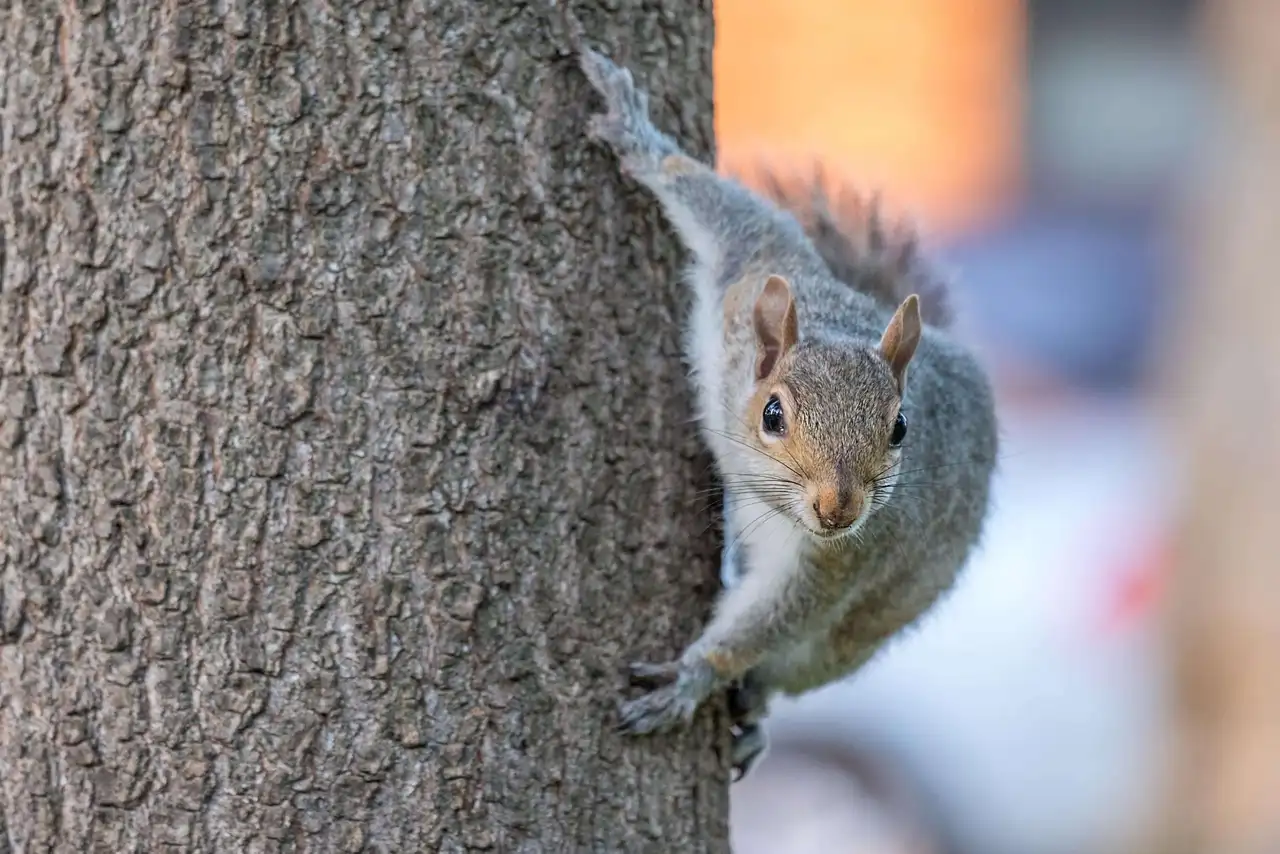 Squirrels