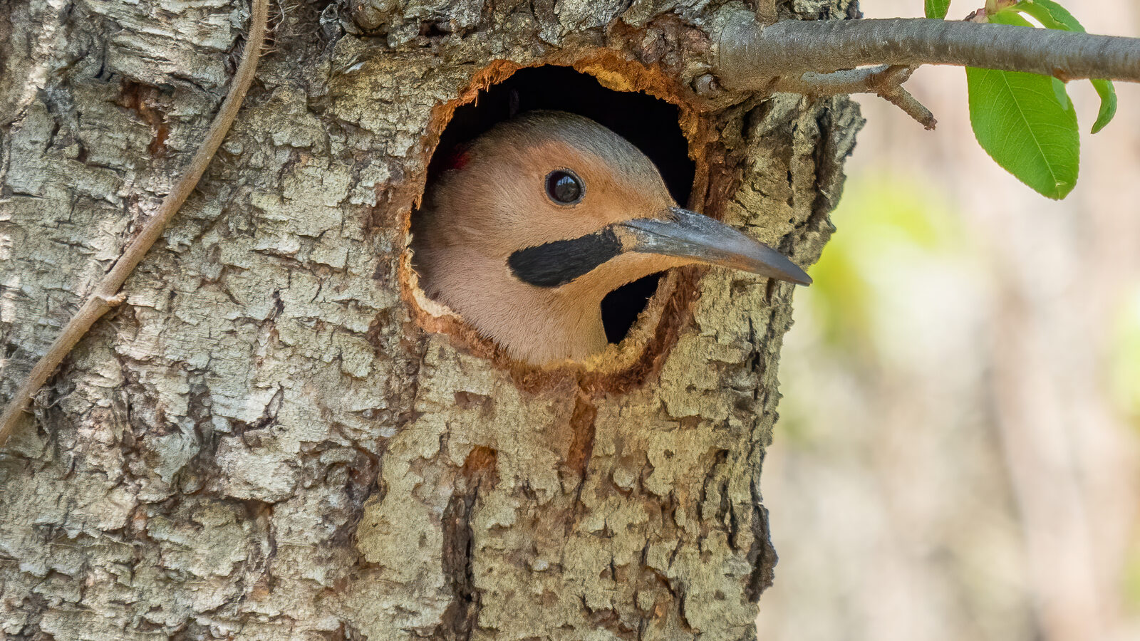 A woodpecker cavity excavated in a trunk, the same behaviour that damages South Jersey siding and trim