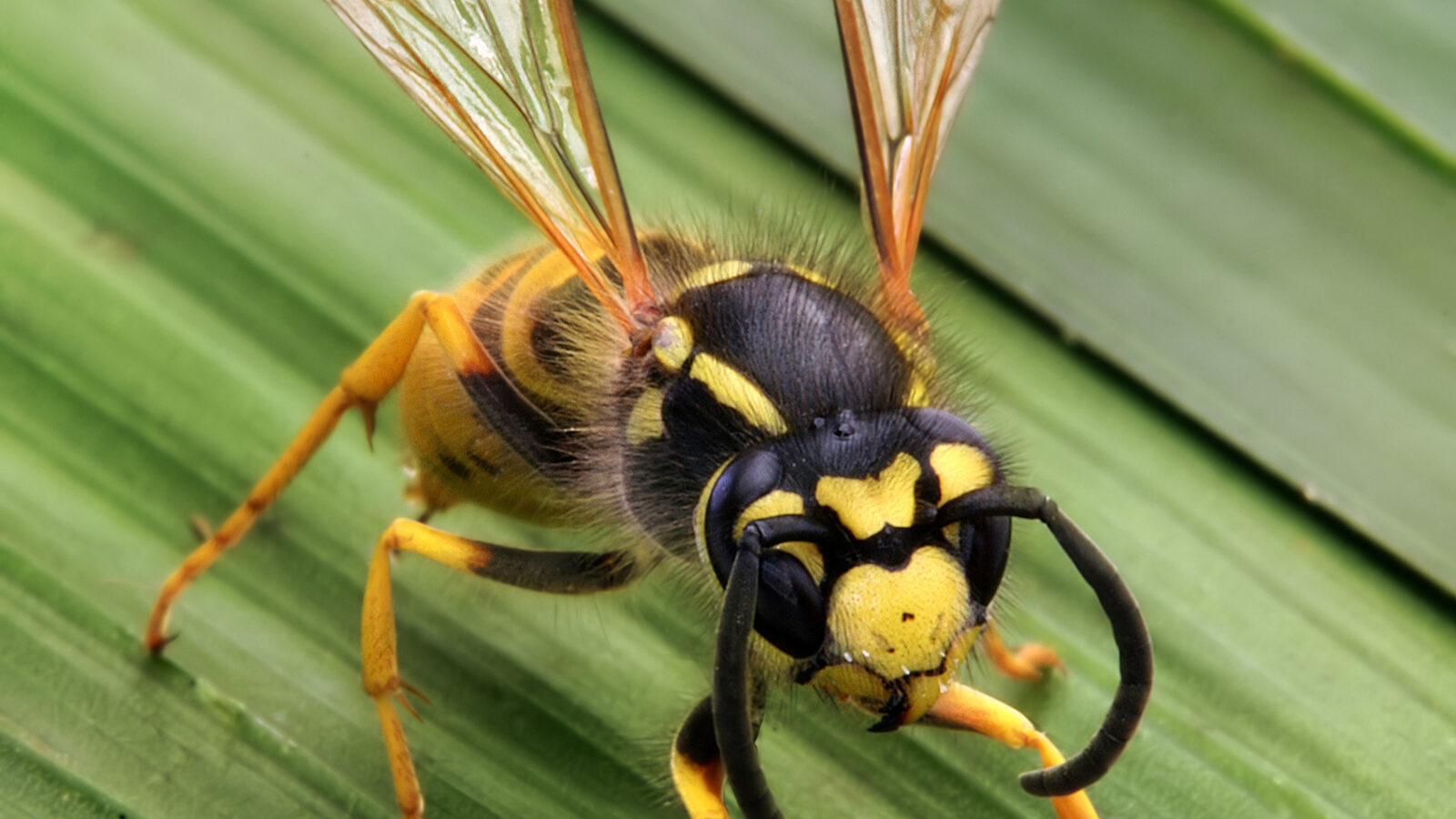 A yellow jacket, the most defensive stinging insect common in South Jersey