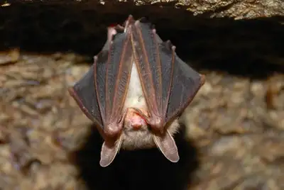 Bats