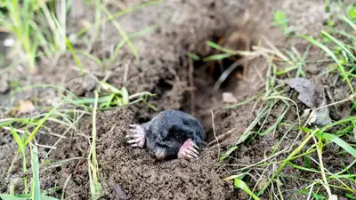 Moles