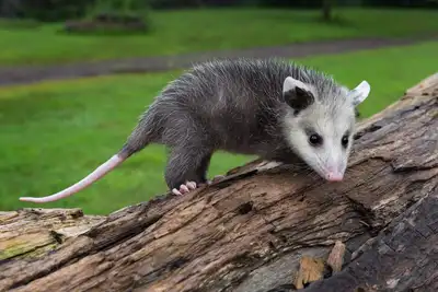 Opossums