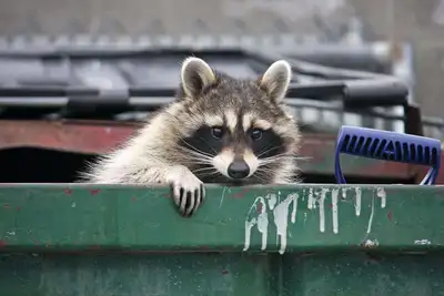 Raccoons