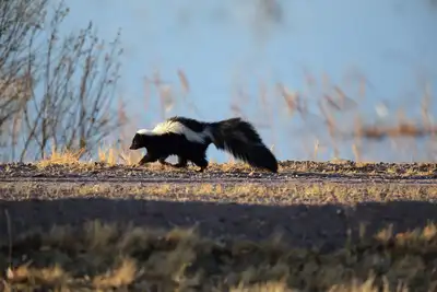 Skunks