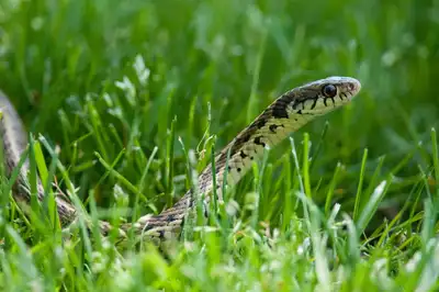 Snakes