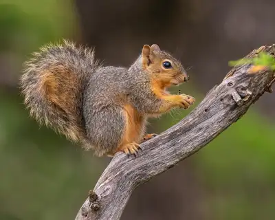 Squirrels