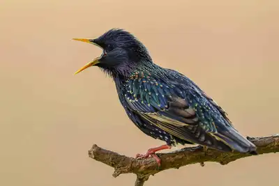 Birds